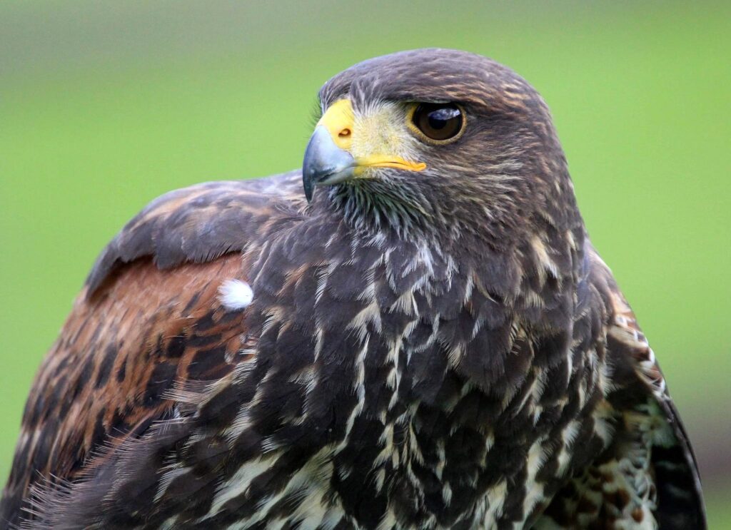 Palo – Harris Hawk