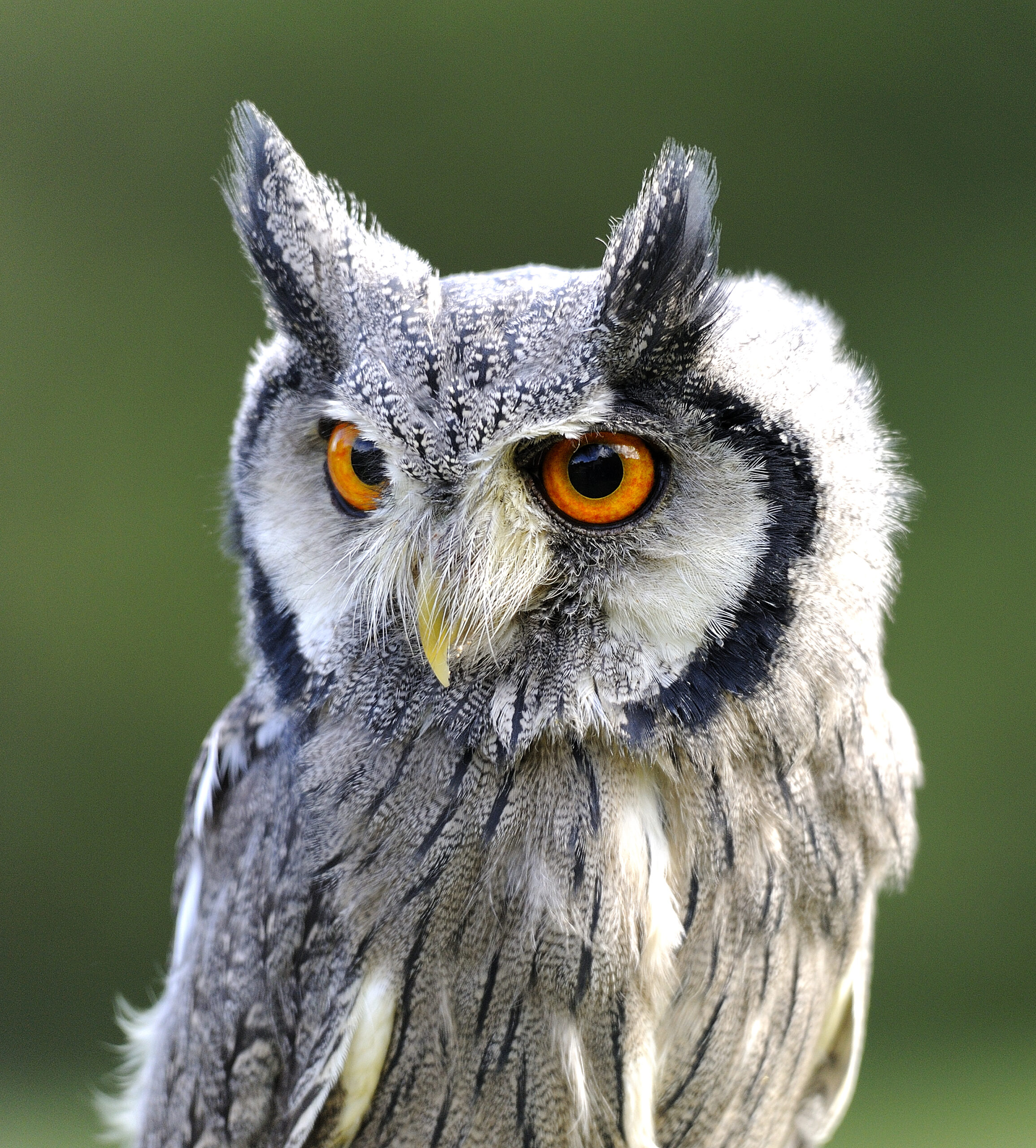 Moggie – White Faced Owl