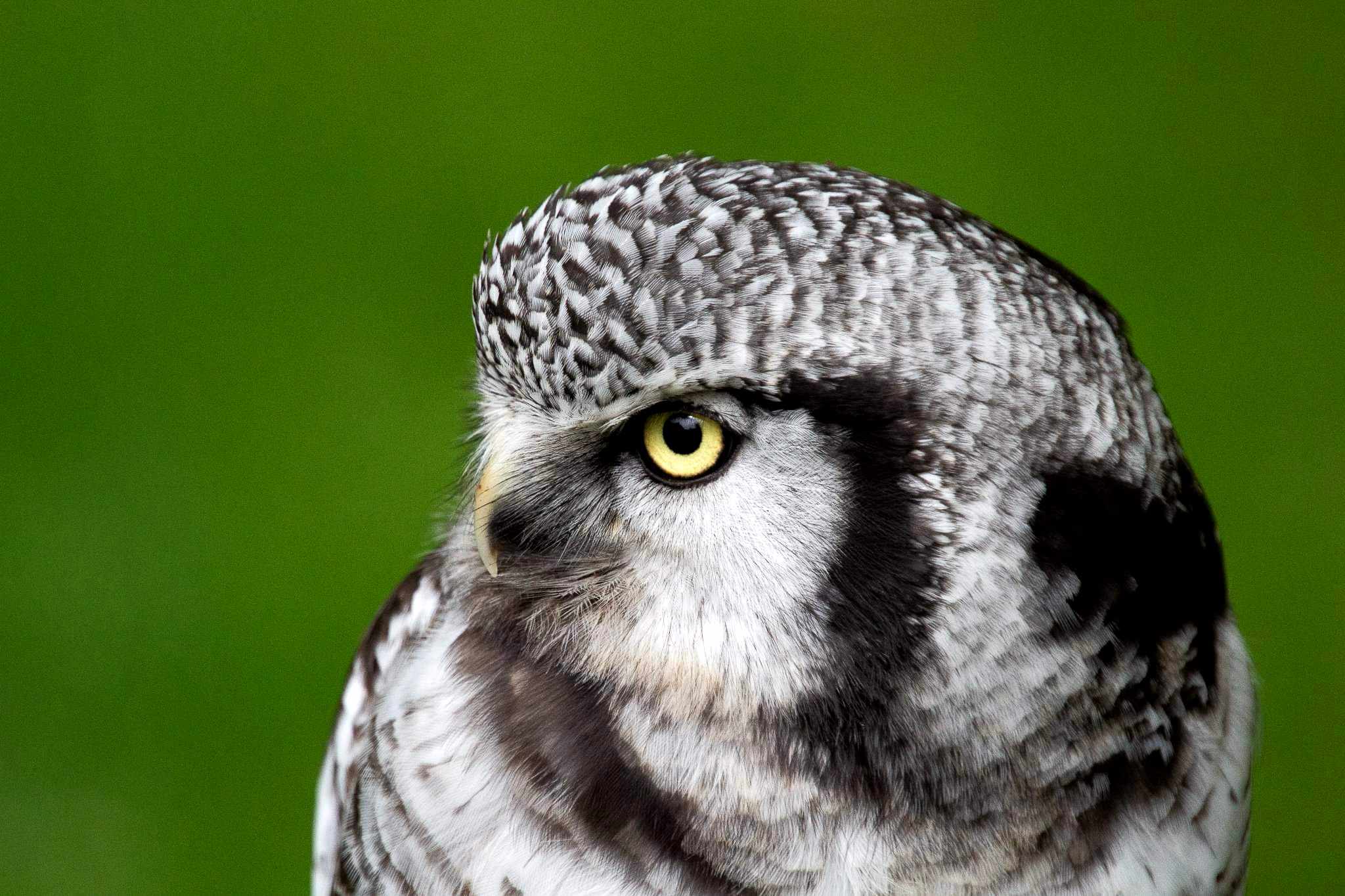 Taiga – Northern Hawk Owl
