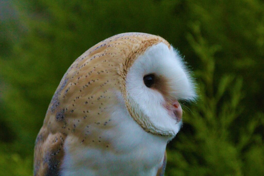Keesh – British Barn Owl