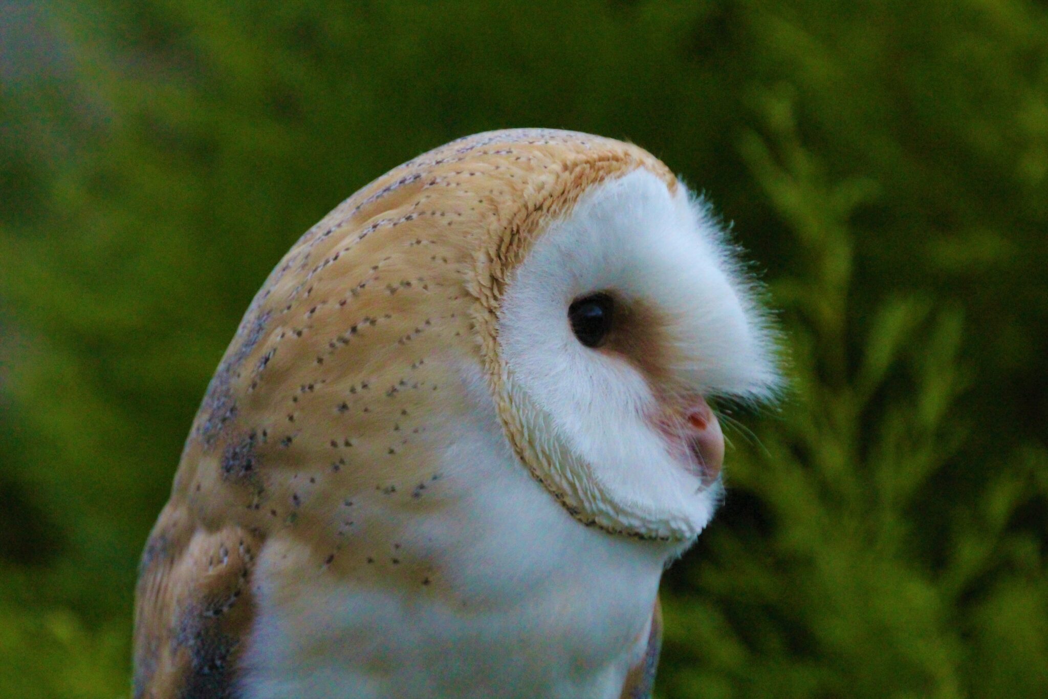 Keesh – British Barn Owl