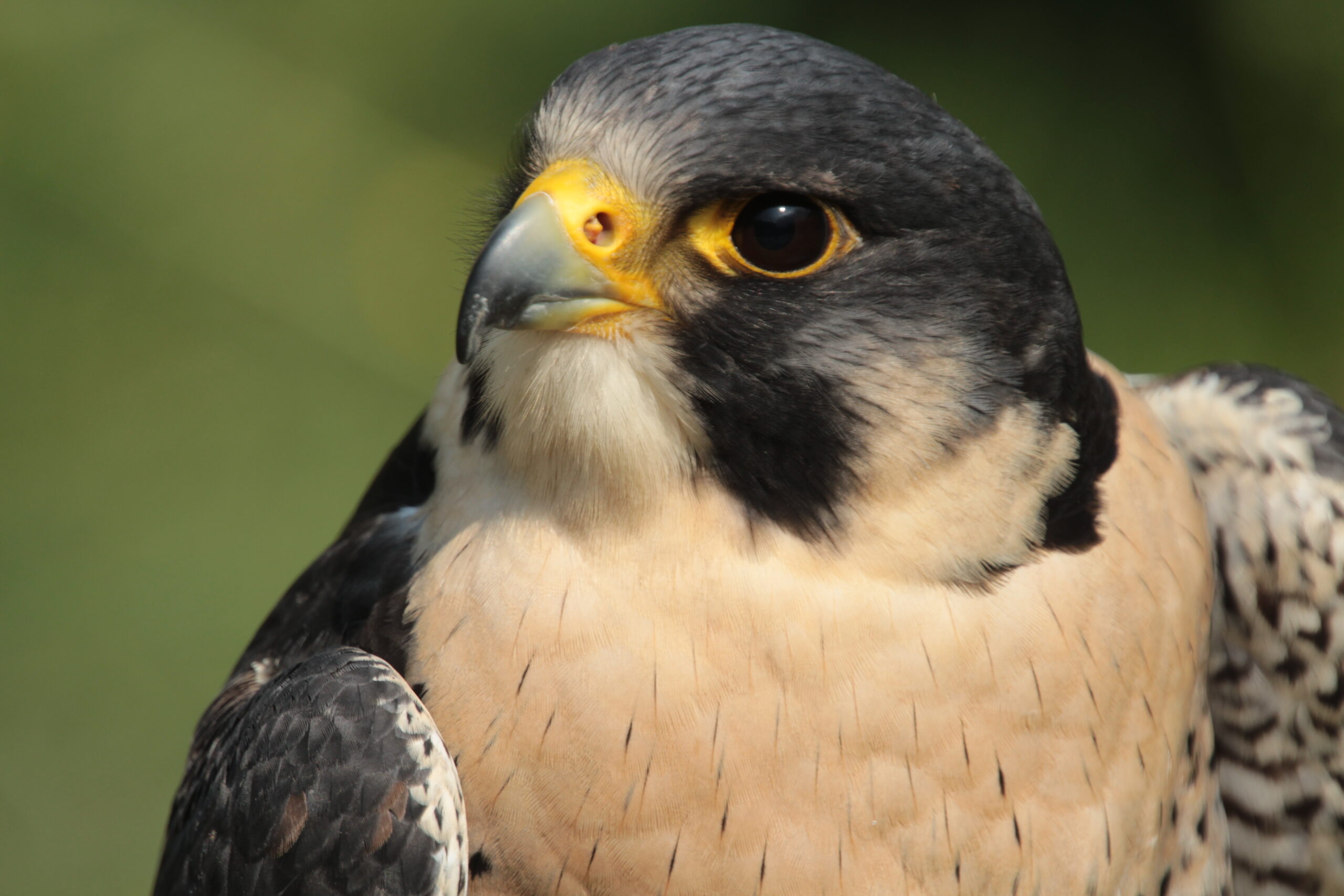 Plwmp – Peregrine Falcon