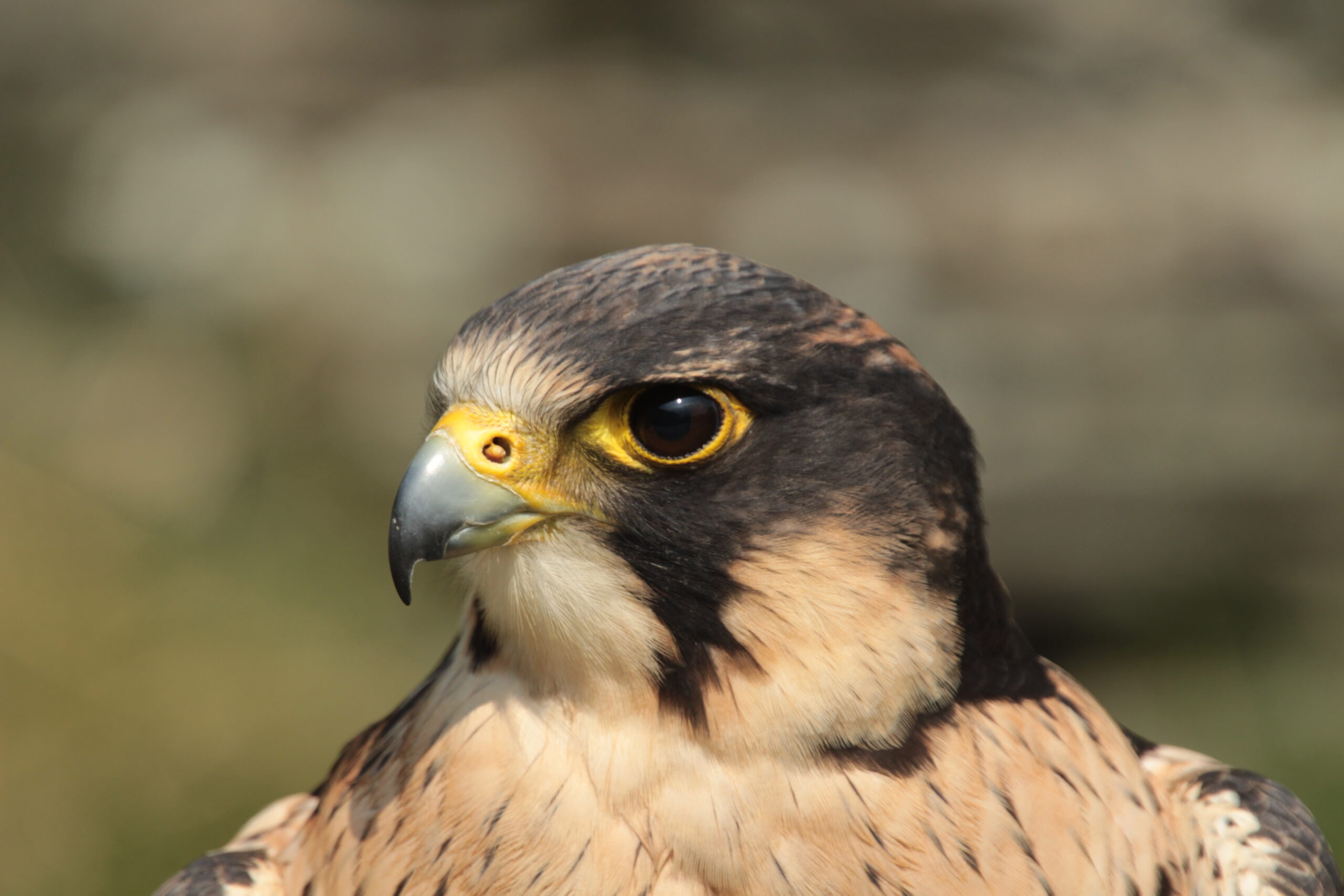 Luna – Peregrine x Lanner Falcon