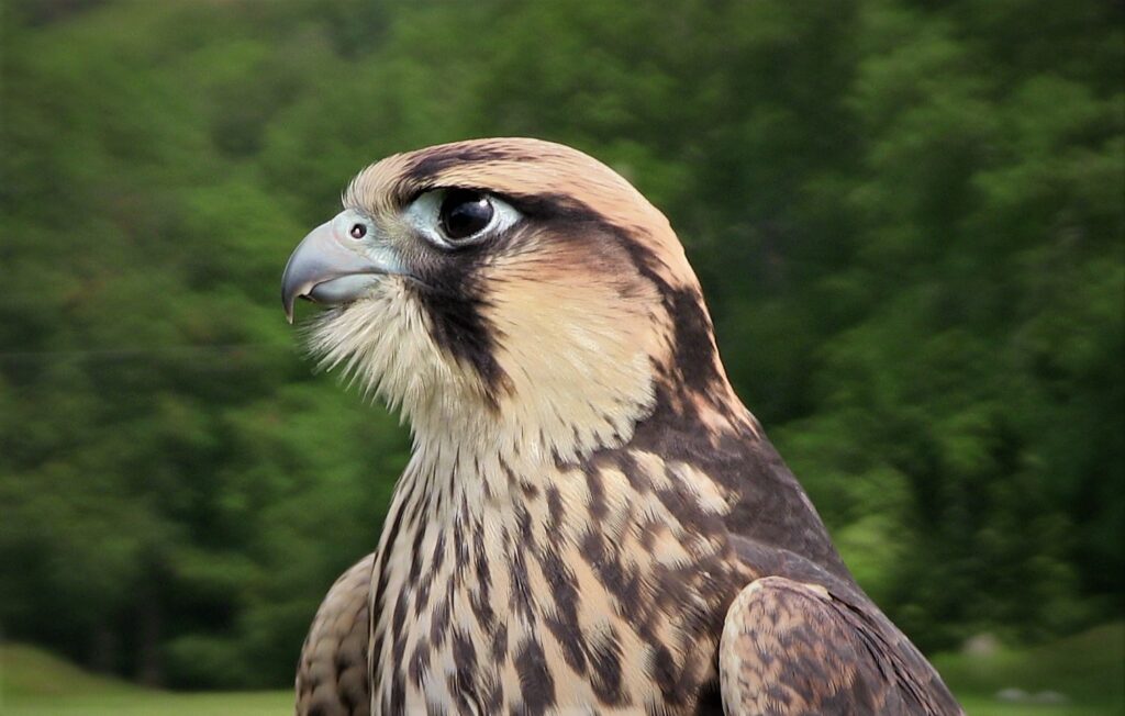 Lanner Falcon