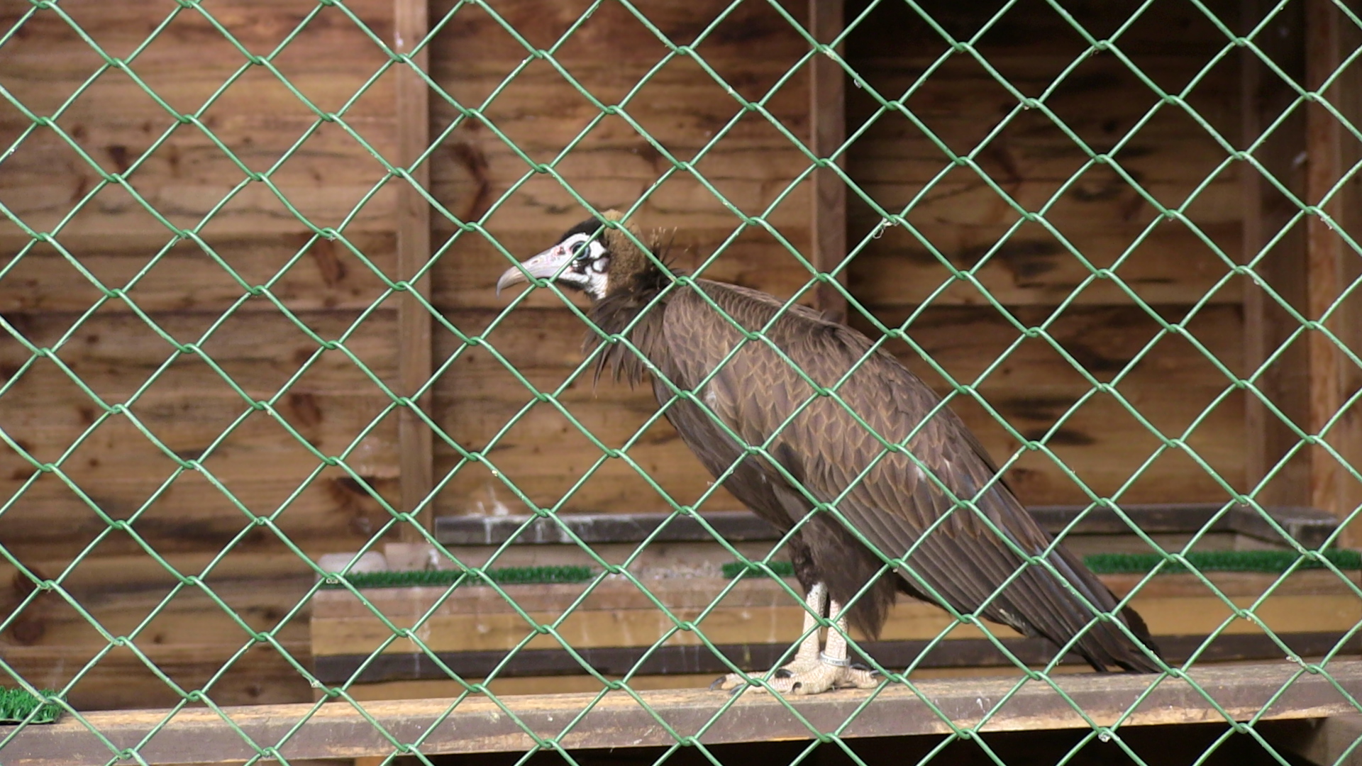 Hope – Hooded Vulture