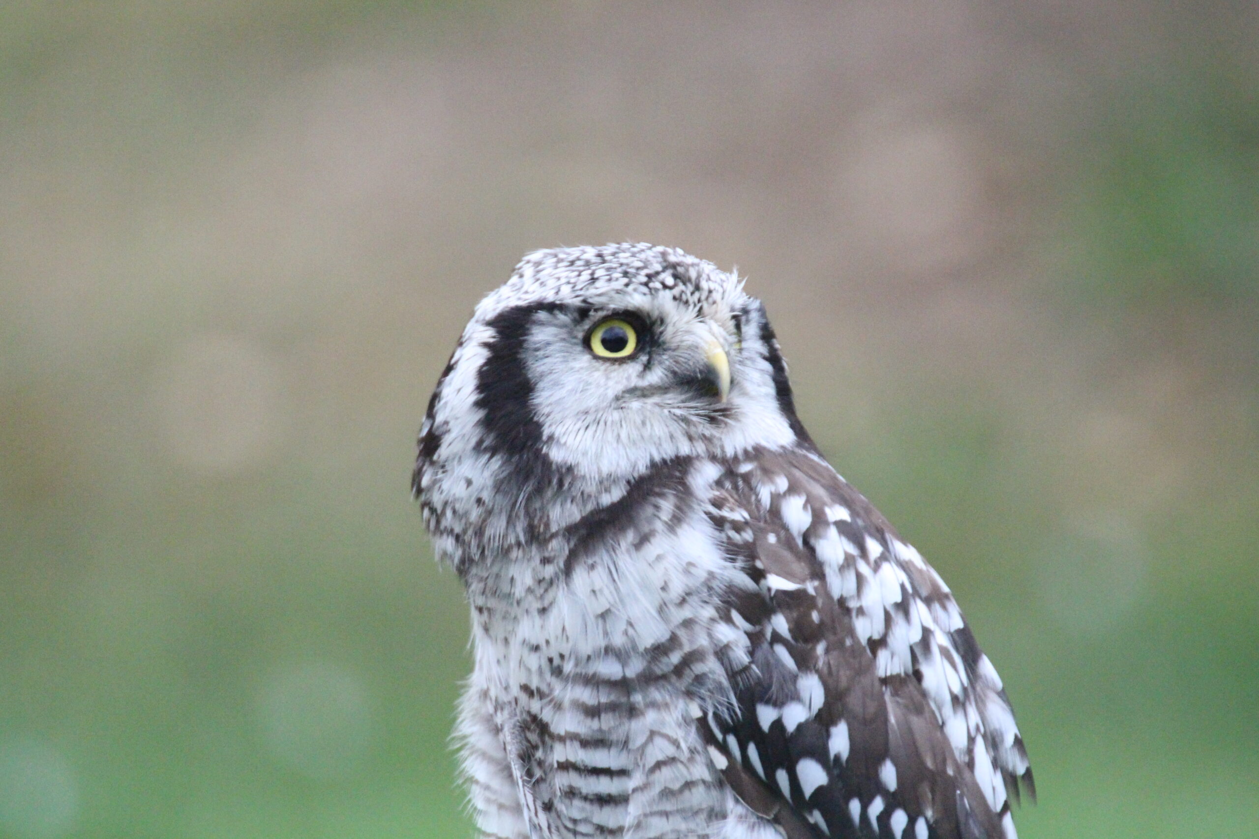 Oslo Northern Hawk Owl