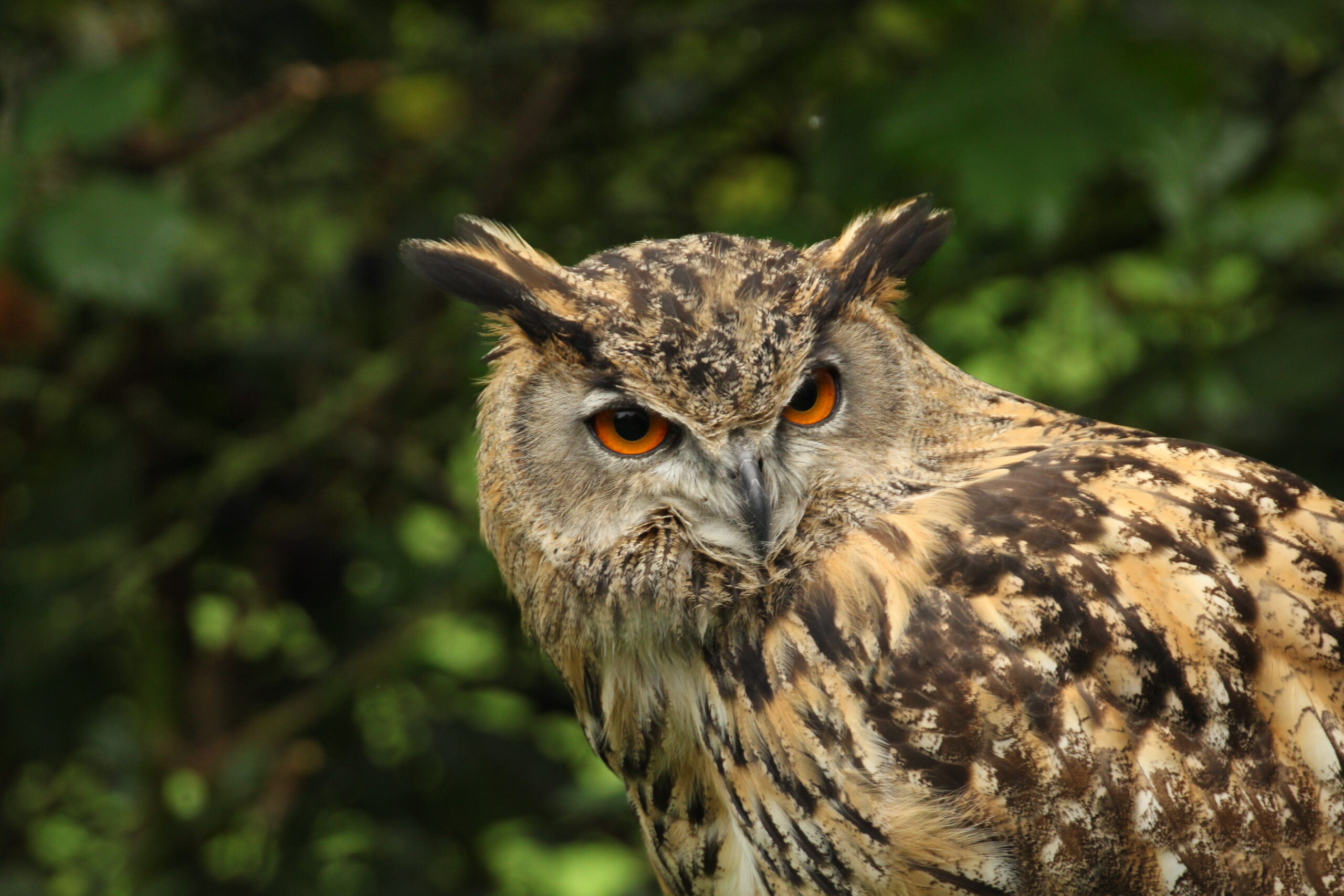 Bobos – European Eagle Owl
