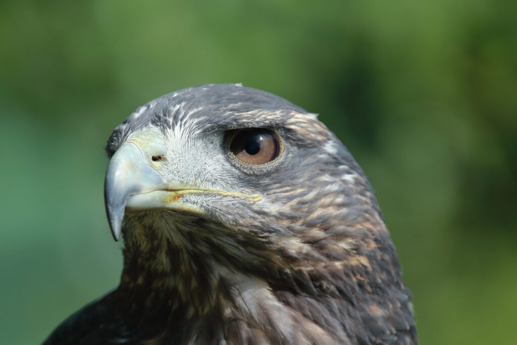 Aymara – Grey Chested Buzzard Eagle
