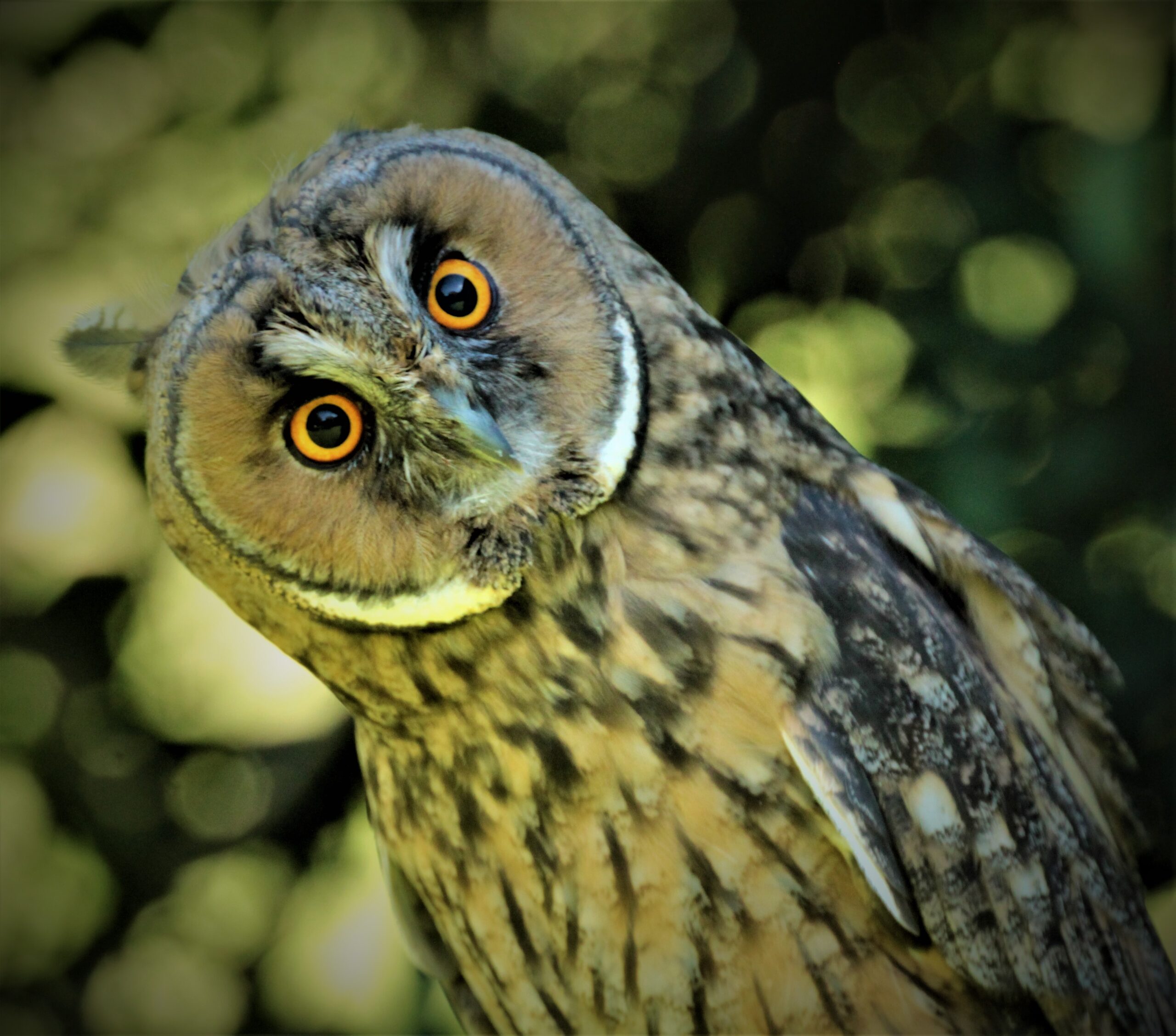 Coedwig – Long Eared Owl