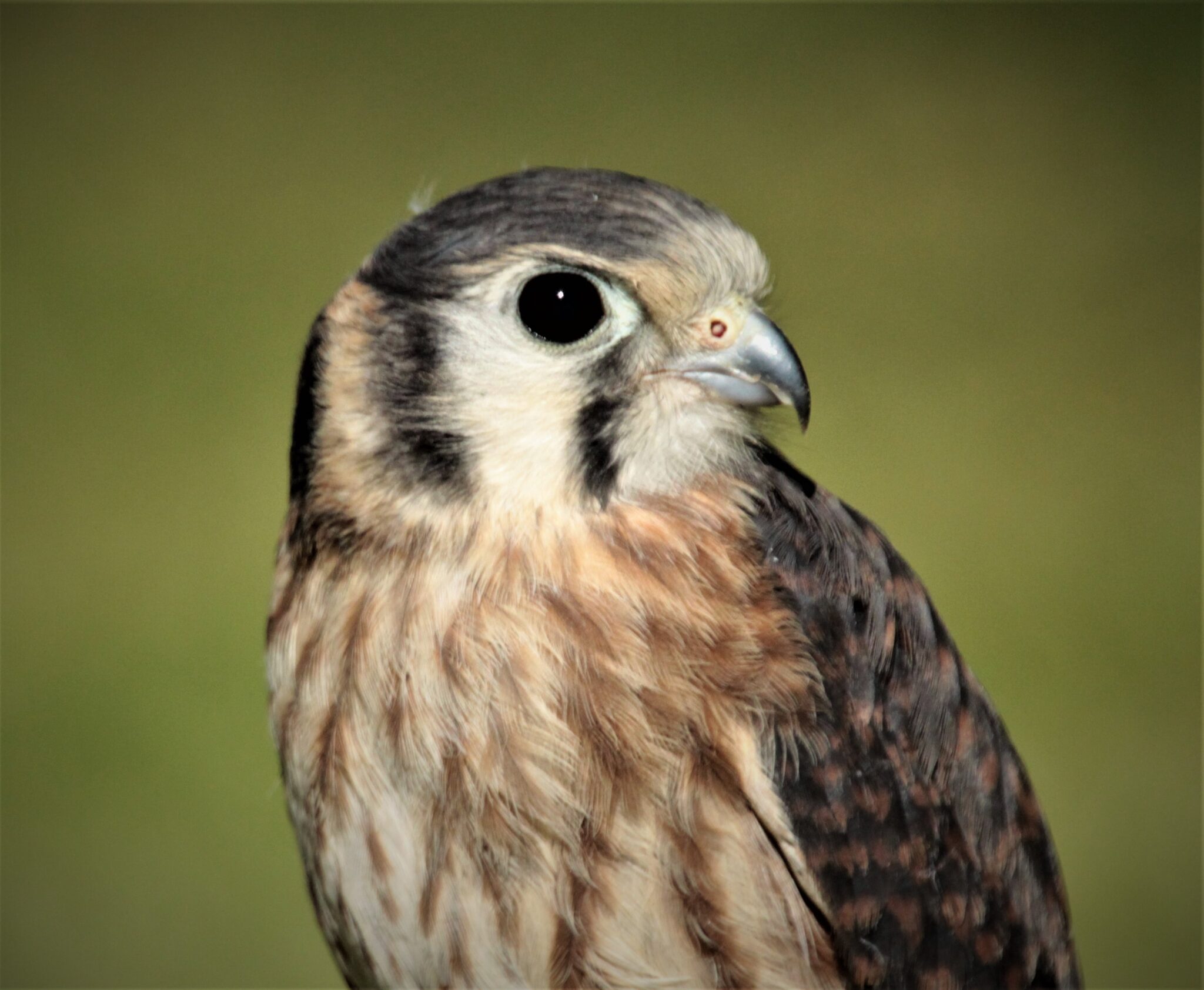 killy – American Kestrel