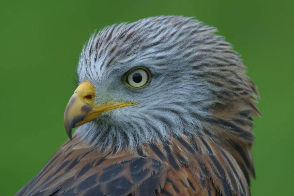 Scarlet – Red Kite