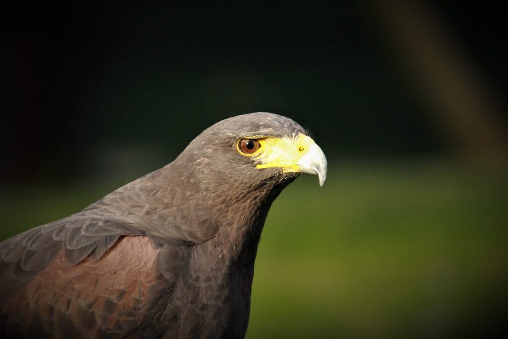 Fern – Harris Hawk
