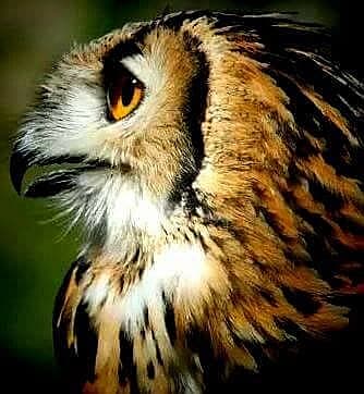 Taz – Indian Eagle Owl