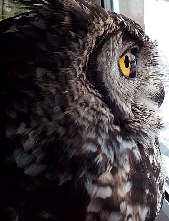 Buj – African Spotted Eagle Owl