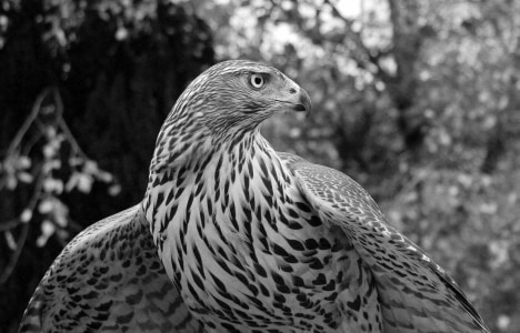 Metsa – Female Finnish Goshawk
