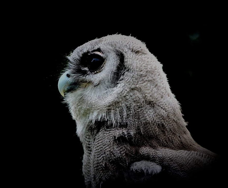 Nakuru – Milky Eagle Owl