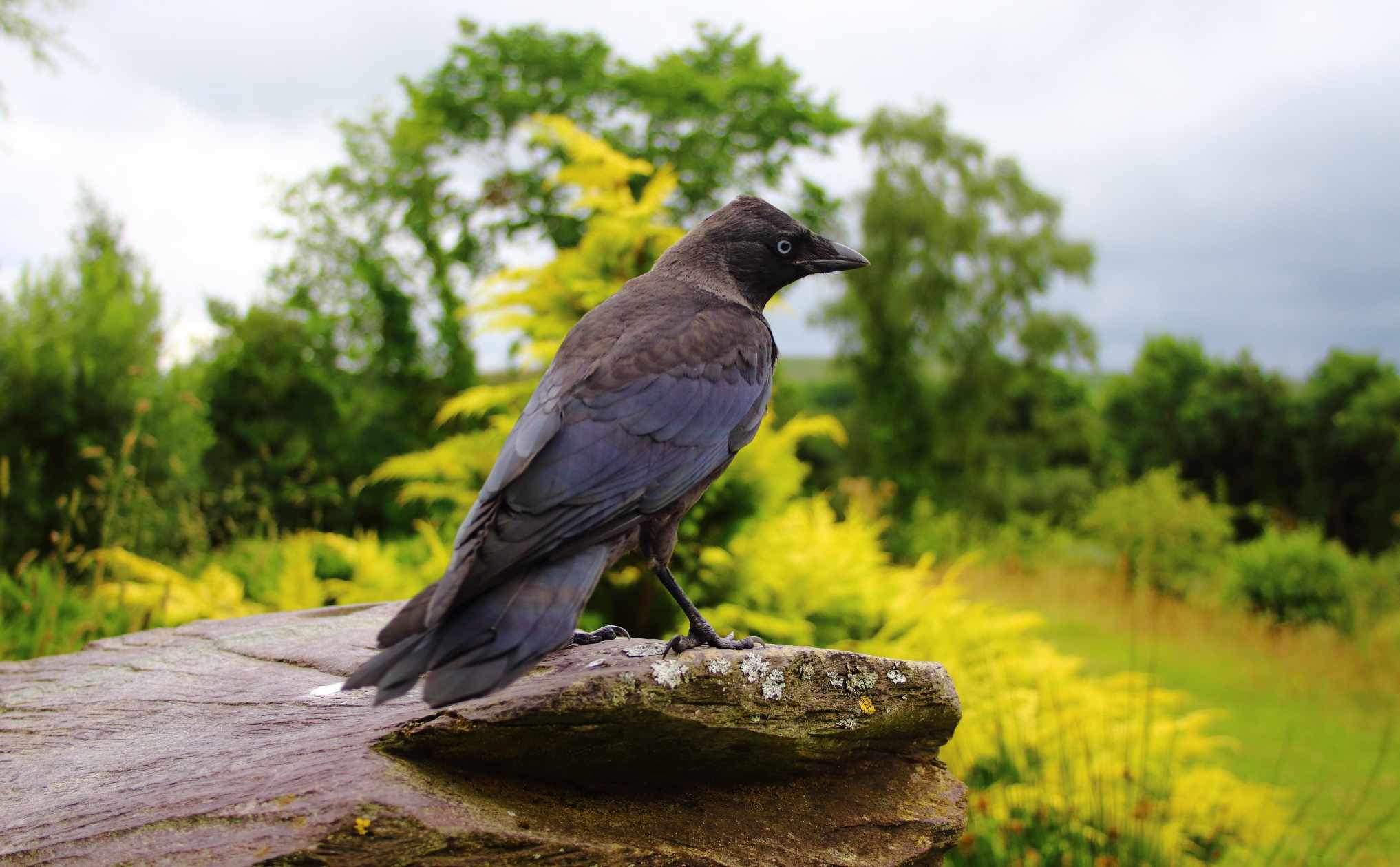 Mr Smith – Jackdaw