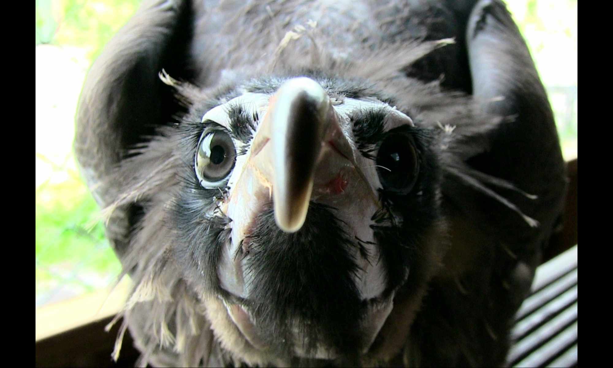 Togo – Hooded Vulture