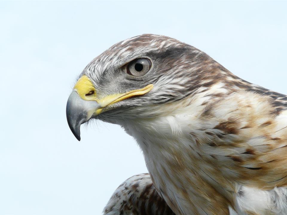 Bonnie – Feruginous Hawk