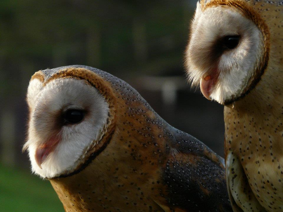 Swana & Sabie – South African Barn Owls