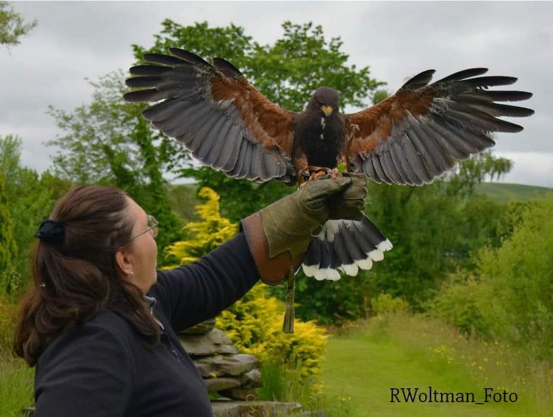 Group Falconry Experience