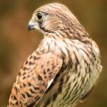 Kessie – European Kestrel