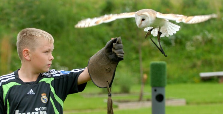 Junior Falconry Experience