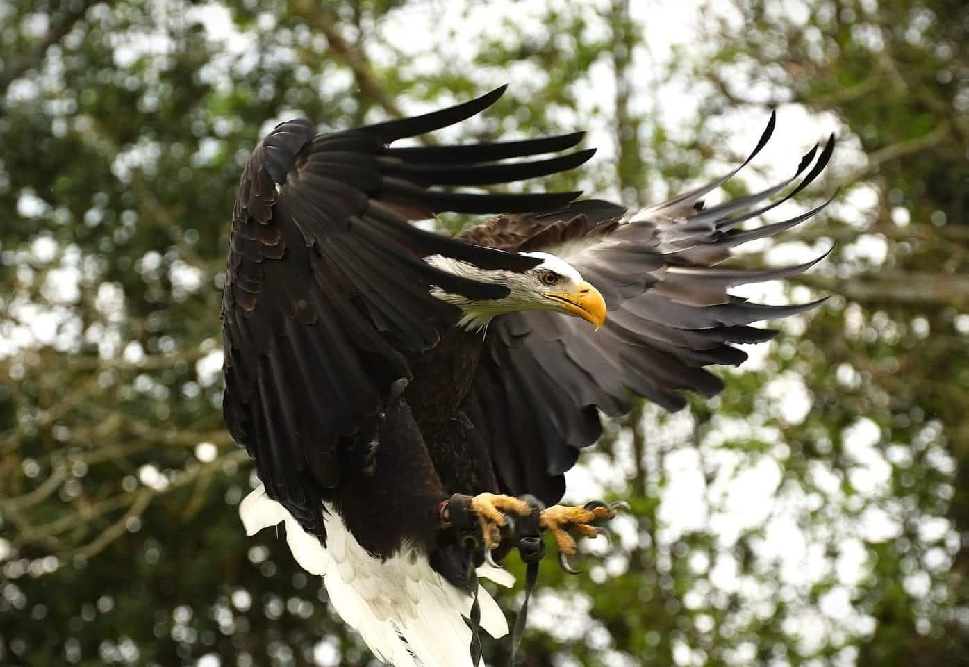 Just for You – Raptors of the World