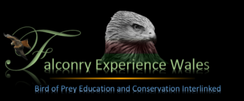 Raptor experience wales