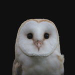 barn_owl