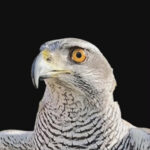 goshawk