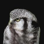 hawk_owl