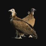 hooded_vulture