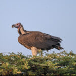lappet_faced_vulture