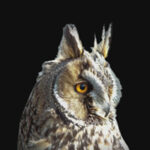 long_eared_owl
