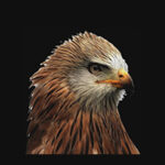 red_kite