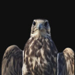 saker_falcon