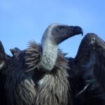 Vinnie African White Backed Vulture